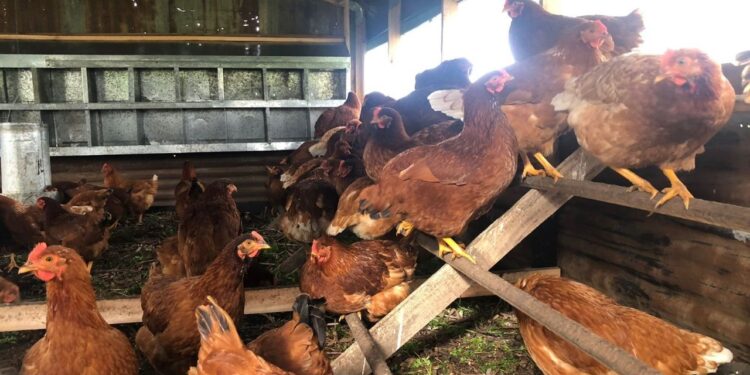 En Tandil practican la “avicultura alternativa”