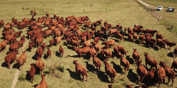 Carne “libre de deforestación”: la cadena ensaya una jugada vital para seguir vendiéndole a Europa
