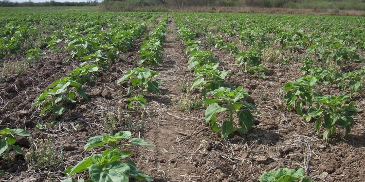 Advierten por una fuerte demora en la siembra de girasol