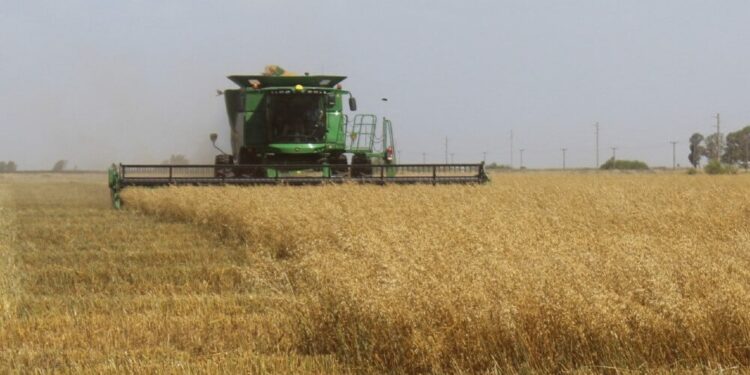 Las lluvias aún no alcanzan y el trigo ya viene con 600.000 toneladas menos