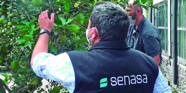 Controles y capacitaciones del Senasa en Catamarca para evitar el HLB