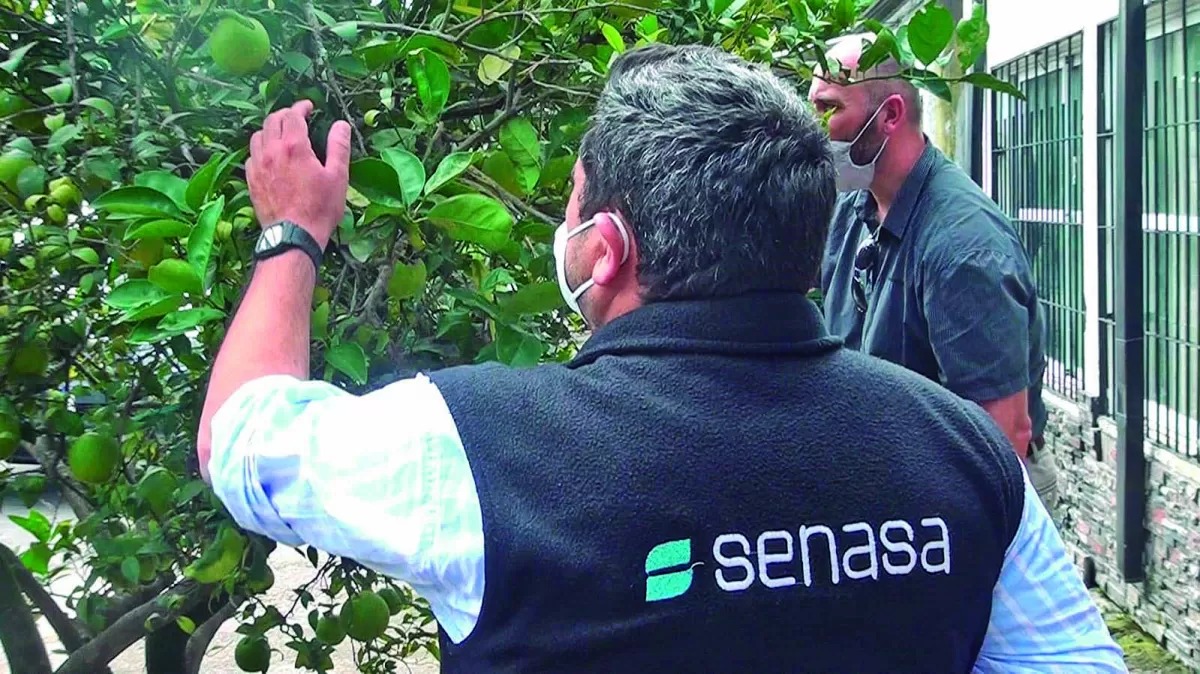 Controles y capacitaciones del Senasa en Catamarca para evitar el HLB