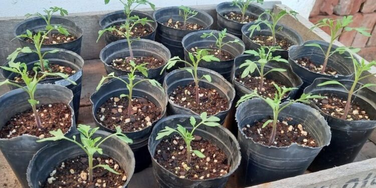 Huerta en casa: cómo sembrar y trasplantar plantines para primavera y verano