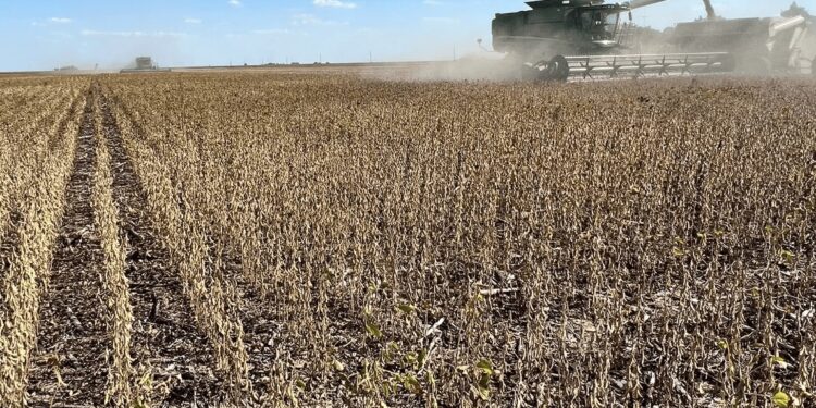 El daño de la sequía: el PBI del agro tuvo su mayor caída en 14 años