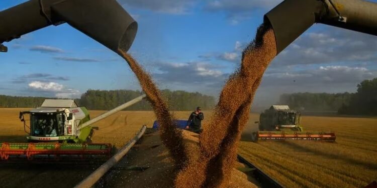 Trigo en problemas: fallaron las lluvias en buena parte del país y casi el 40% está en una condición entre regular y mala