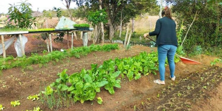 Huerta de verano: claves para planificarla con anticipación