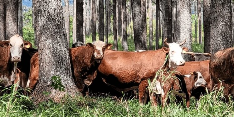 “Con la ganadería silvopastoril se pueden generar sistemas negativos en carbono”