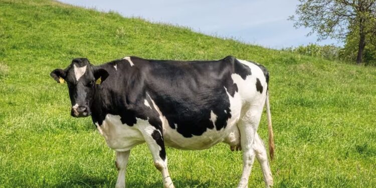 ¿Cómo debe ser y que debería tener la vaca lechera ideal?