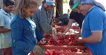 El ají picante se asoma como una nueva alternativa productiva para Tucumán