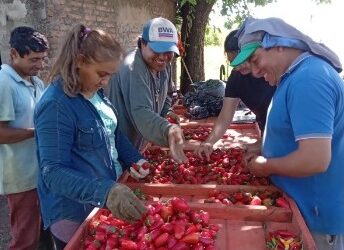 El ají picante se asoma como una nueva alternativa productiva para Tucumán