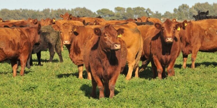 La presión de Europa por alimentos “libre de deforestación” abrió una grieta dentro del ruralismo