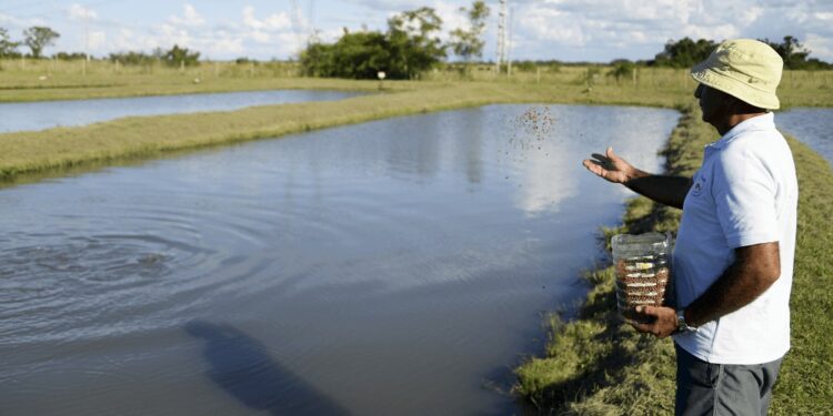 Con un nuevo marco normativo, buscan impulsar la producción de peces en Argentina