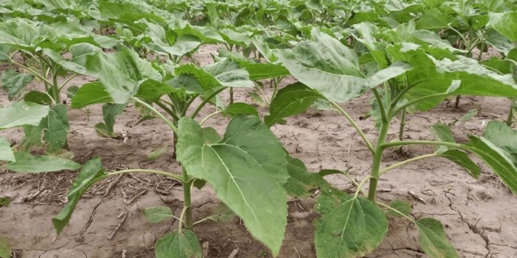 El girasol arrancó opacado por la sequía: productores resignan hectáreas y devuelven bolsas de semillas