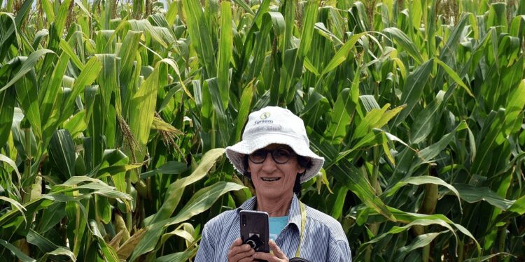 La agrónoma e investigadora que fue clave para la “revolución” del maíz tardío