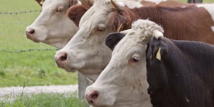 Alerta roja: se detectó una faena de vacas similar a uno de los peores momentos en el país