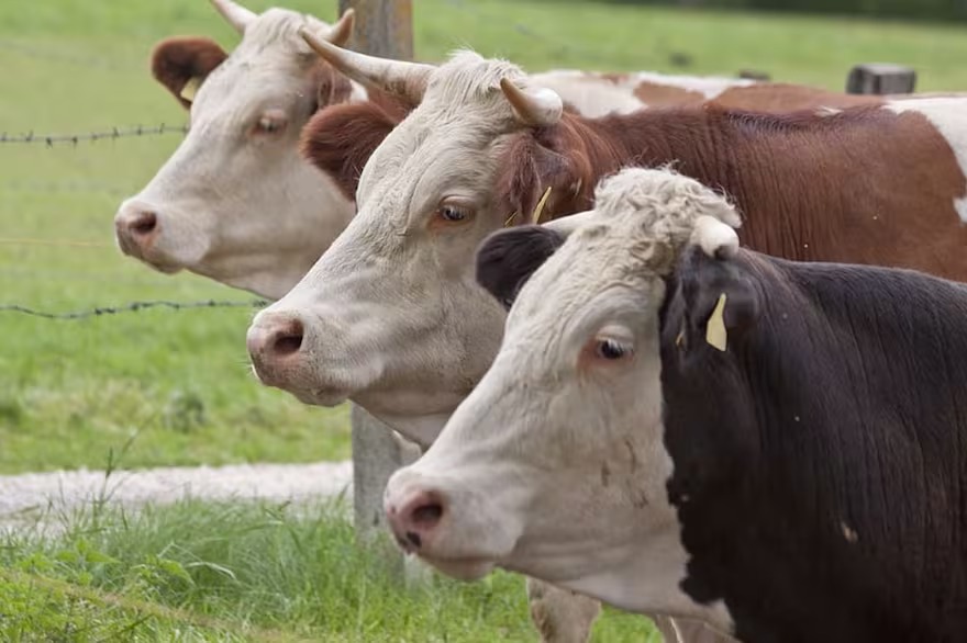 Alerta roja: se detectó una faena de vacas similar a uno de los peores momentos en el país
