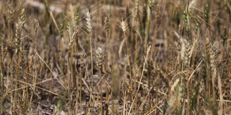 Dólares para 2024: se encienden alertas por lluvias insuficientes para recuperar la producción del campo tras la sequía