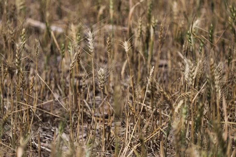 Dólares para 2024: se encienden alertas por lluvias insuficientes para recuperar la producción del campo tras la sequía