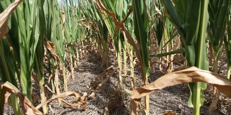 Santa Fe abre reinscripción para productores con certificado de emergencia agropecuaria afectados por la sequía