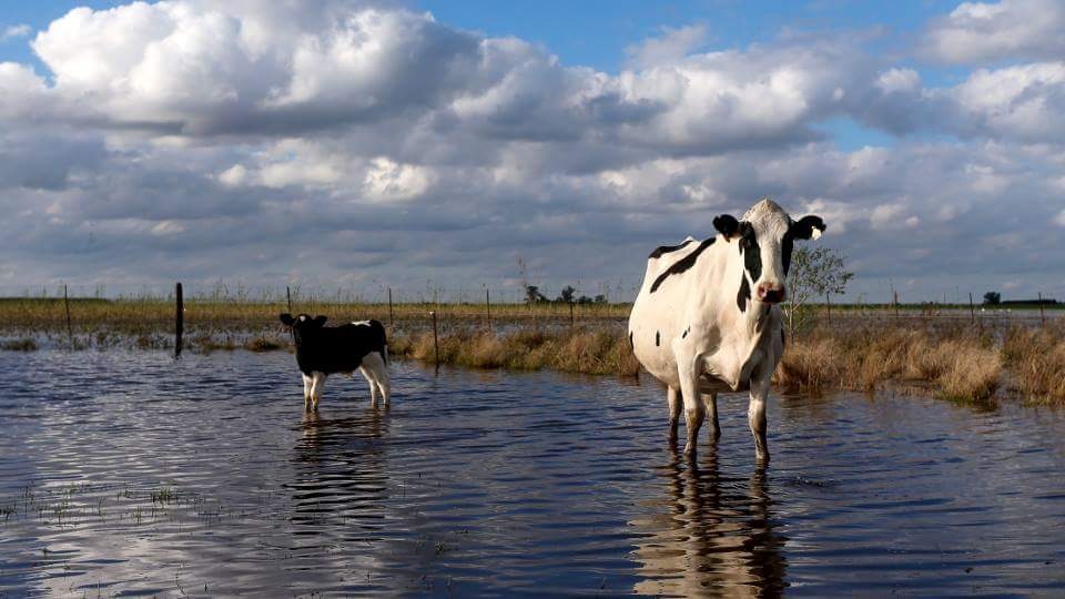 Otro bache para la lechería: un mapa de caminos rurales indica varias señales de alerta