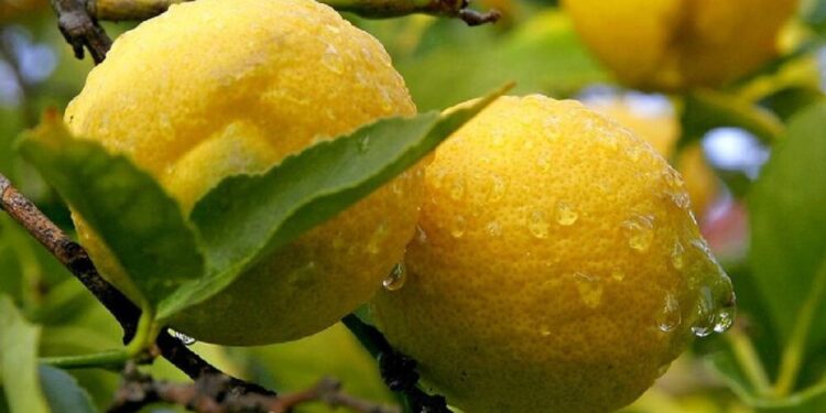 ¿Cómo está la productividad del agro argentino en relación a los países competidores?