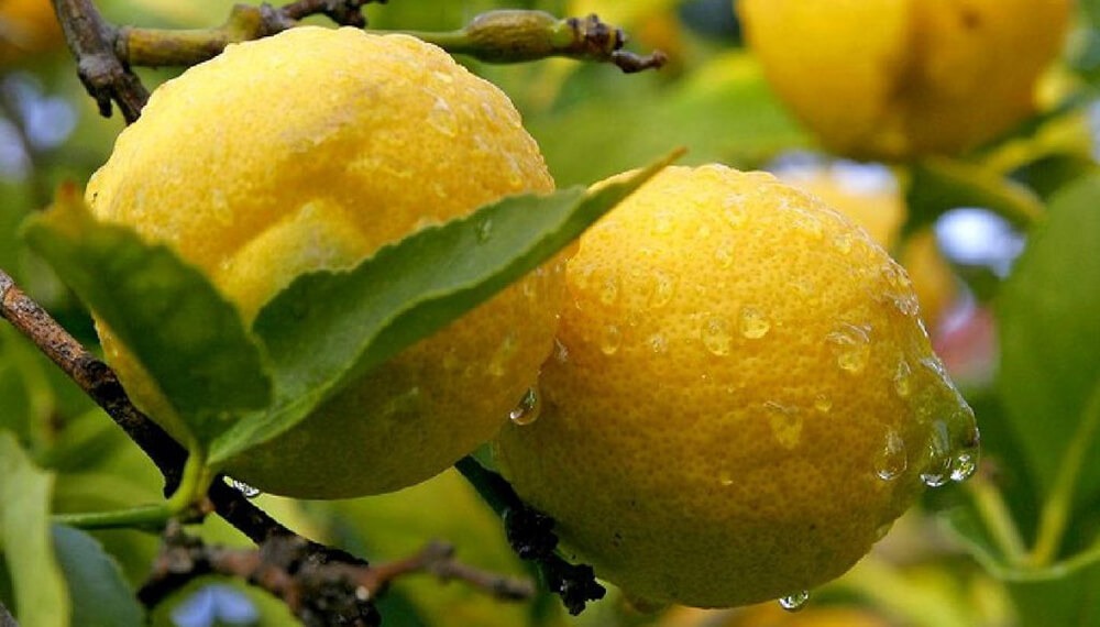 ¿Cómo está la productividad del agro argentino en relación a los países competidores?