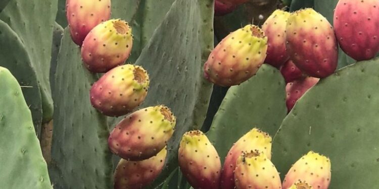 Tuna: el cultivo multipropósito que busca su norte en Argentina