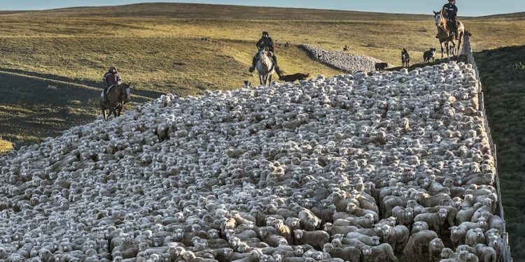 Mejoramiento genético y agregado de valor para la forestación, con la fuerza de la Patagonia