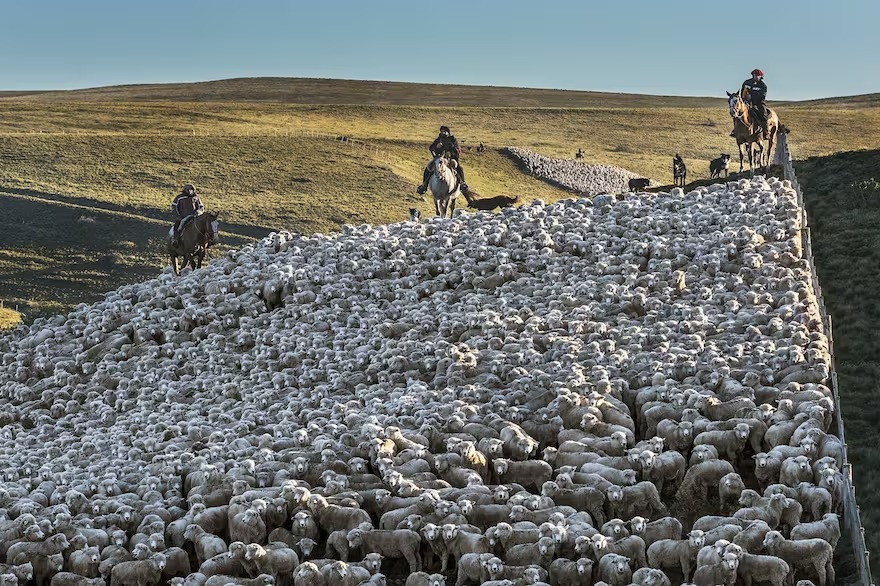 Mejoramiento genético y agregado de valor para la forestación, con la fuerza de la Patagonia