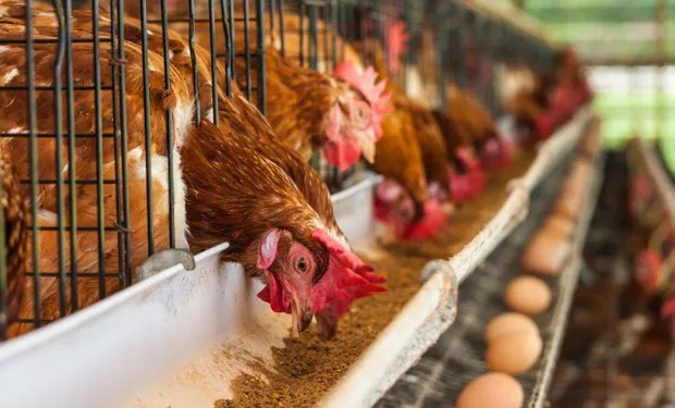 Argentina consume 322 huevos por habitantes y está tercero a nivel mundial