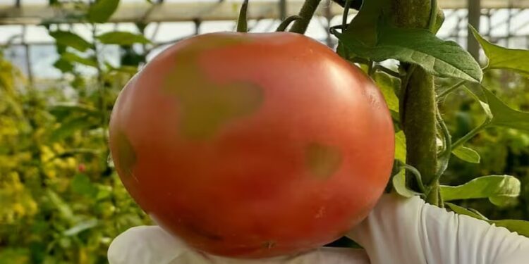 Alerta sanitaria: en Salta, el Senasa detectó en una plantación el virus rugoso del tomate