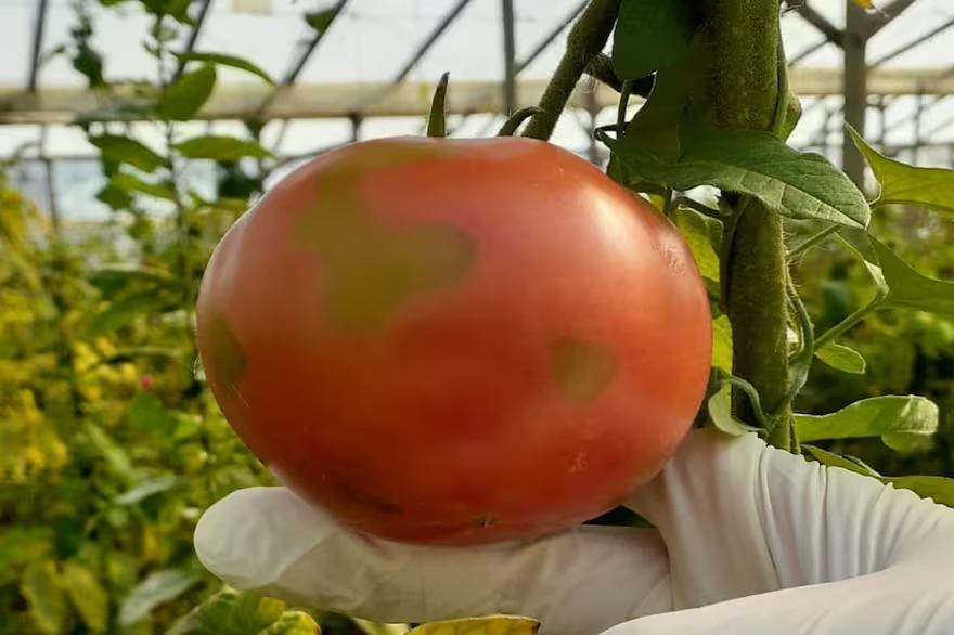 Alerta sanitaria: en Salta, el Senasa detectó en una plantación el virus rugoso del tomate