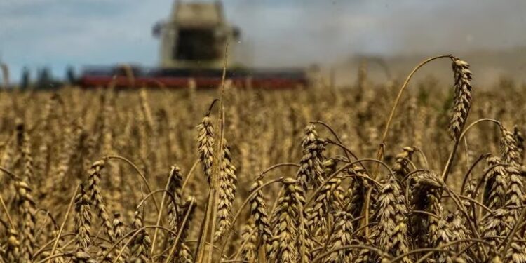 Por la falta de lluvias, bajaron la estimación de producción de trigo en 700.000 toneladas hasta las 14,3 millones