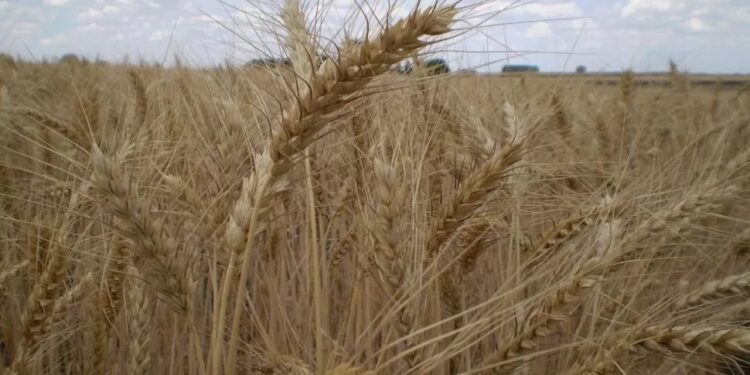 Con la zona de Buenos Aires como excepción, recortaron estimaciones en la producción de trigo