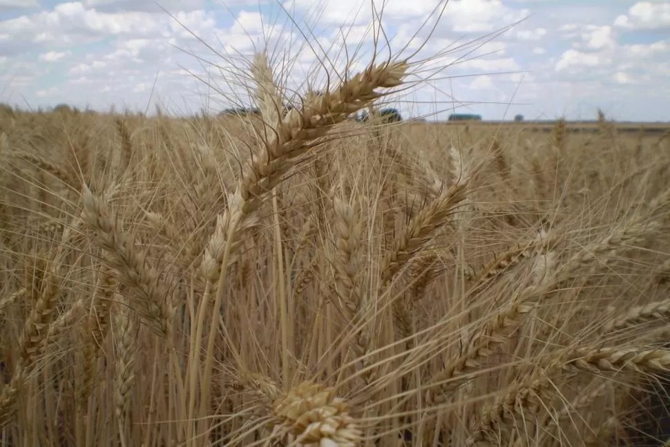 Con la zona de Buenos Aires como excepción, recortaron estimaciones en la producción de trigo