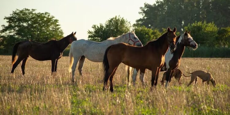 El gobierno pone en marcha un chip objetado por criadores de caballo