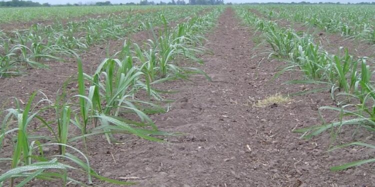 Destacaron los avances en el manejo de malezas en la caña de azúcar durante la última década