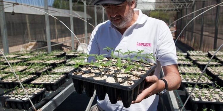 El gobierno tomó una nueva medida para regular el cultivo de cannabis