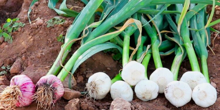 Con el ajo a la cabeza, la siembra de hortalizas de invierno aumentó 8,4% en Mendoza