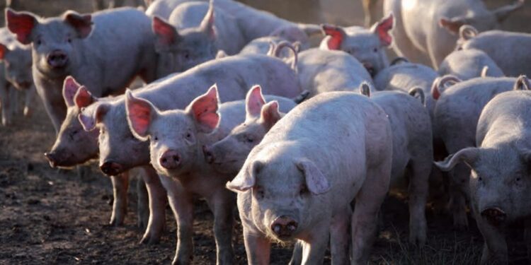 El mal momento de los pequeños productores porcinos: “Muchos han dejado la actividad”
