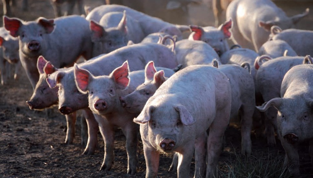 El mal momento de los pequeños productores porcinos: “Muchos han dejado la actividad”
