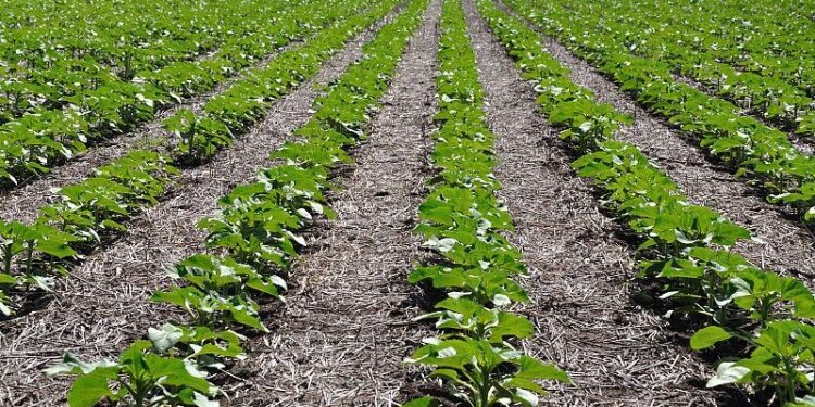 Al girasol las lluvias le llegaron tarde y achica su proyección de siembra