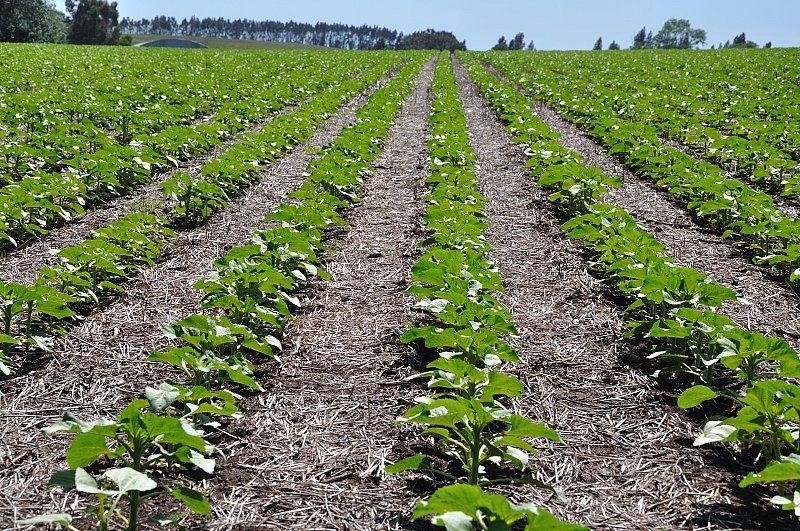 Al girasol las lluvias le llegaron tarde y achica su proyección de siembra