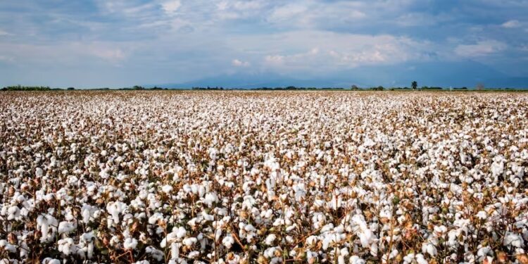Algodón: tres nuevas variedades brindan más retención floral y calidad