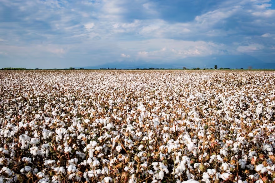 Algodón: tres nuevas variedades brindan más retención floral y calidad