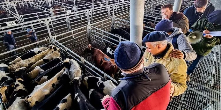 “Es repudiable”: fuerte rechazo del campo a una intervención en el mercado ganadero