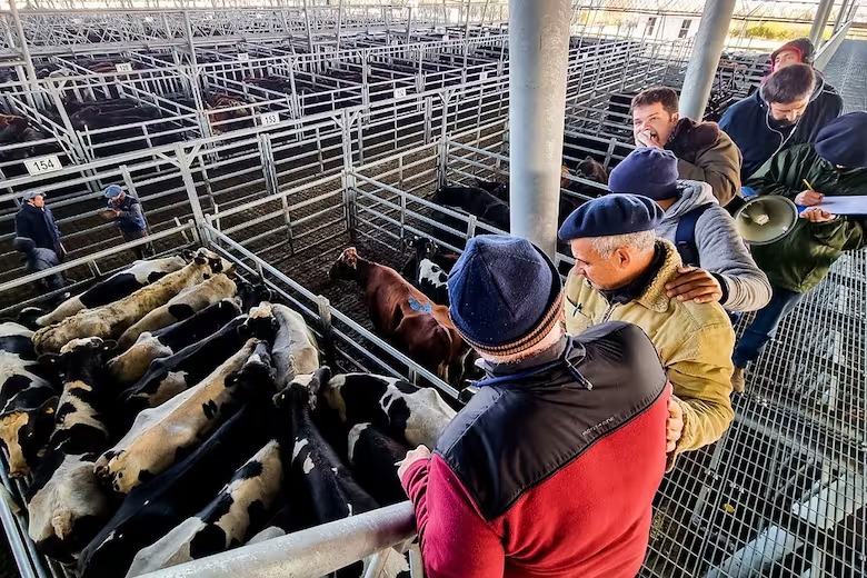 “Es repudiable”: fuerte rechazo del campo a una intervención en el mercado ganadero