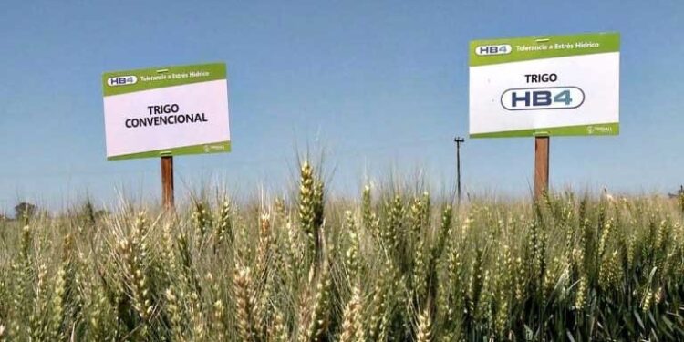 Así se ve el trigo HB4 en el campo: qué pasó con el rinde en las variedades del cereal tolerante a la sequía