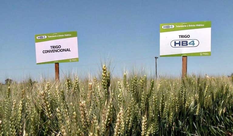 Así se ve el trigo HB4 en el campo: qué pasó con el rinde en las variedades del cereal tolerante a la sequía