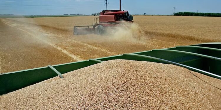 El próximo gobierno tendrá un 70% más de dólares con el trigo y la cebada